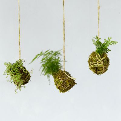 Miniature String Garden Trio