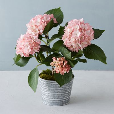Peppermint Twist Hydrangea, Metal Pot Terrain