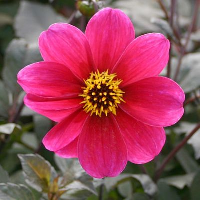 ‘Roxy’ Dahlia Bulb in Garden Dahlias at Terrain