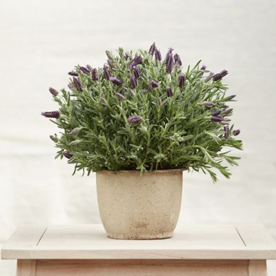 Spanish Lavender, Barrel Pot Terrain