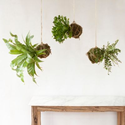 Hanging Fern String Garden Trio