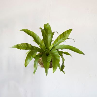 Bird’s Nest Fern String Garden