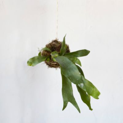 Staghorn Fern String Garden