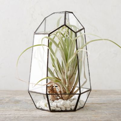 worksheet Terarium terrariums terrarium supplies terrain framed hexagon terrarium