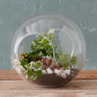 worksheet Terarium terrariums terrarium supplies terrain open globe terrarium