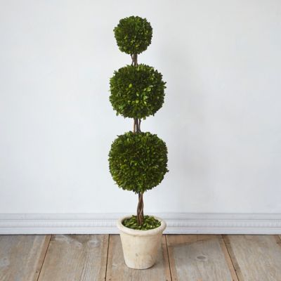 Preserved Boxwood Triple Topiary
