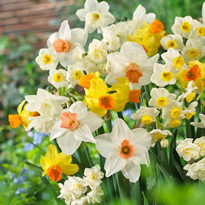 Narcissus ‘All In One’ Bulbs | Terrain