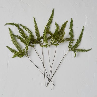 Preserved Rock Fern Bunch