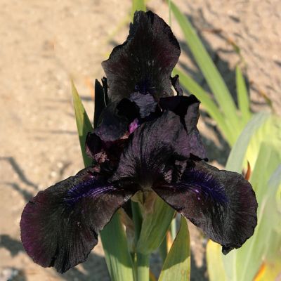 Iris ‘Black Watch’ Bulb Terrain
