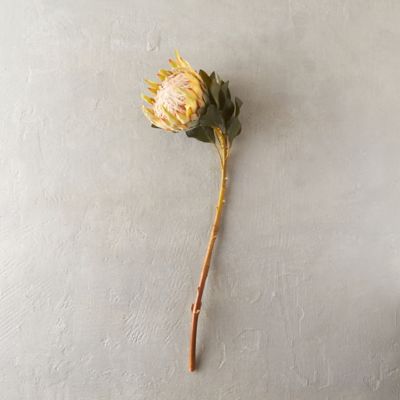 Faux King Protea Stem Terrain
