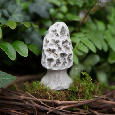 Cement Morel Mushroom | Terrain
