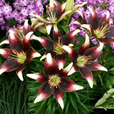 Pride’ Lily Bulbs Terrain