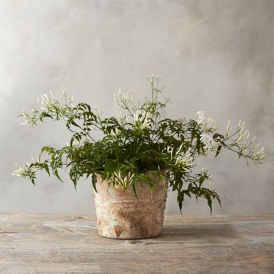 Cascading Jasmine, Birch Pot