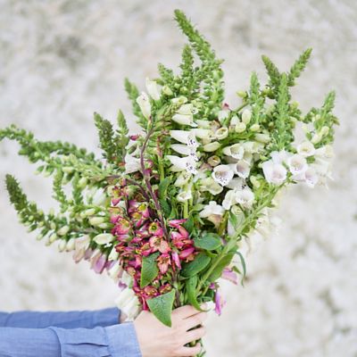 Fresh Foxglove Bunch