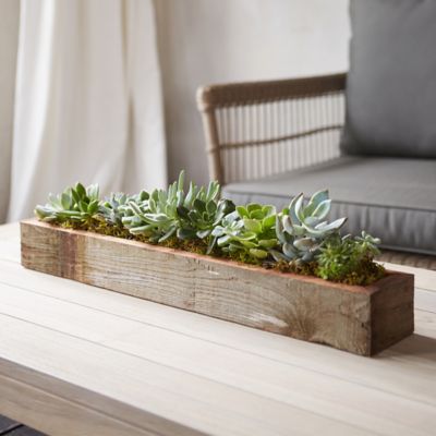 Living Succulent Centerpiece Trough