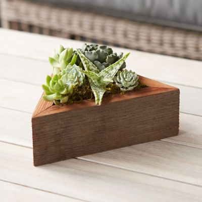 Living Succulent Triangle Planter