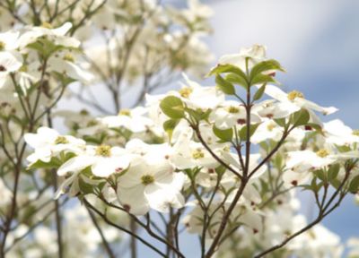 Flowering Trees