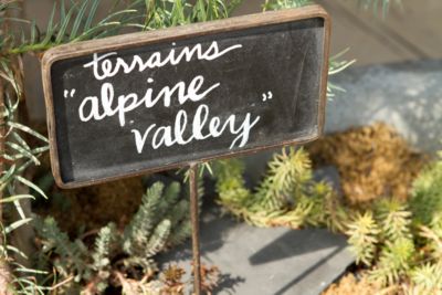 Blooming Spotlight: Alpine Valley