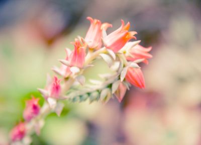 Blooming Spotlight: Succulents