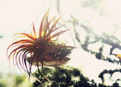 Blooming Spotlight: Tillandsia