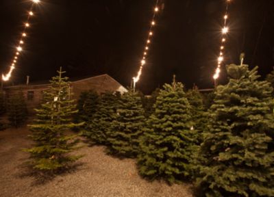 Our Evergreen Branches