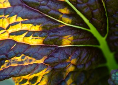 Tips from the Garden: Cool Season Growing