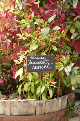 Blooming Spotlight: Harvest Sunset