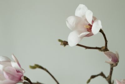 Blooming Spotlight: Tulip Magnolia 