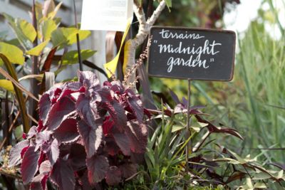 Blooming Spotlight: The Midnight Garden