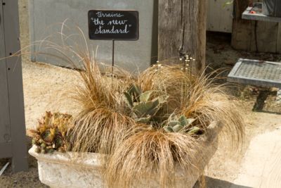 Blooming Spotlight: The New Standard