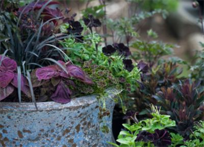 Blooming Spotlight: Black Mondo