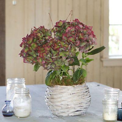 Blooming Spotlight: Vintage Hydrangea