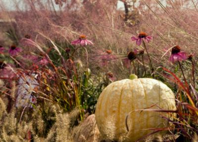 Pumpkins & Gourds about Terrain