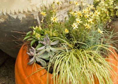 Decorating With Pumpkins