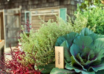 Tips from Stone Barns: Crafting Kitchen Herbs