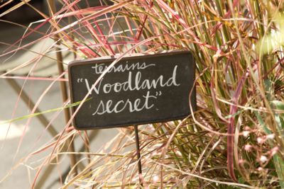 Blooming Spotlight: Woodland Secret