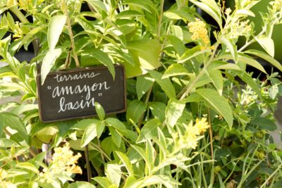 Blooming Spotlight: Amazon Basin