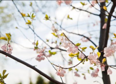 Blooming Branches Demonstration