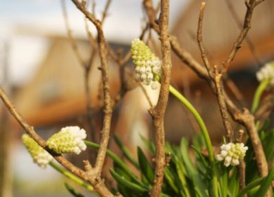 How-To: Forcing Hyacinth 