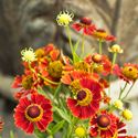 Summer's Best Planting Demo