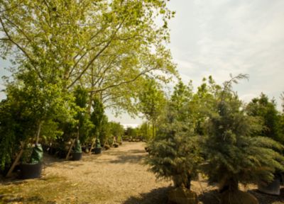 Celebrating Arbor Day Among the Trees