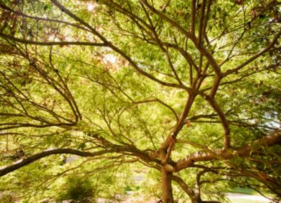 Landscape Outpost: Watering Guidelines