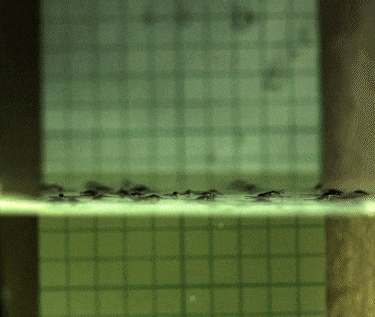 Video shows several water striders on top of liquid water. As a drop hits the water, the resulting splash moves the insects.