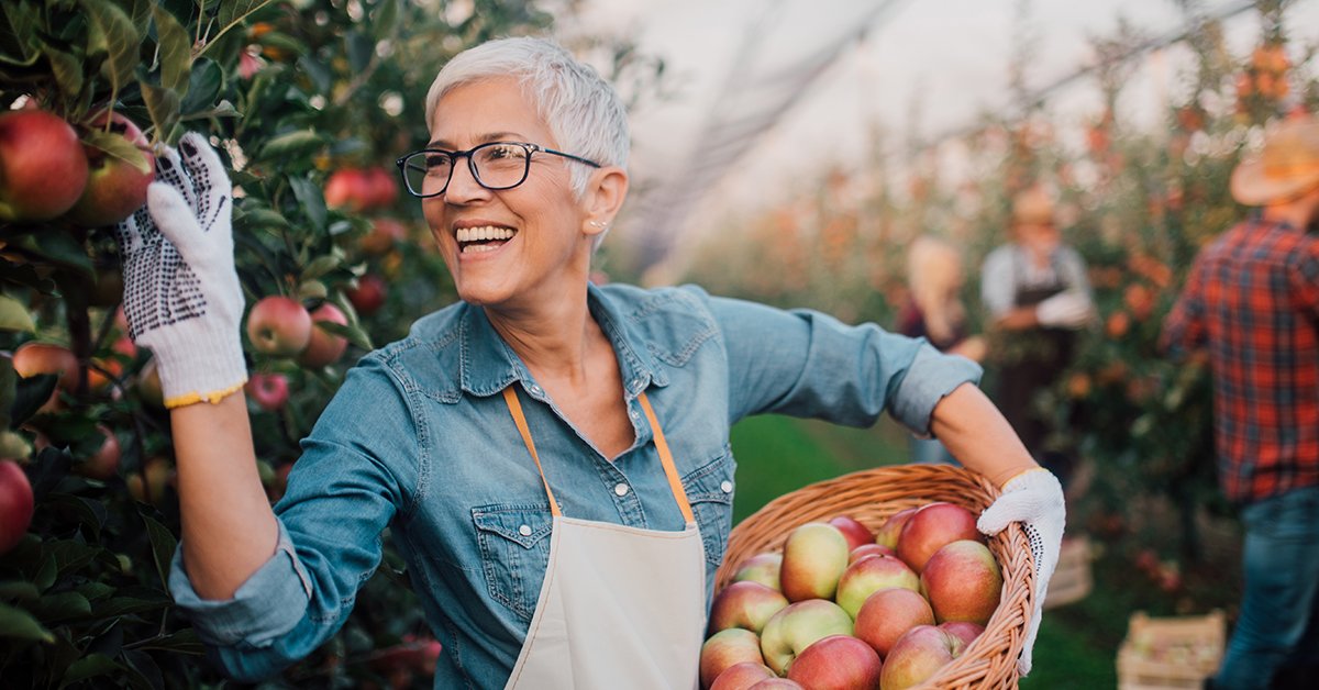 A man and a woman, working in their autumn garden, harvest a healthy basket of apples for their agriculture-based food business.