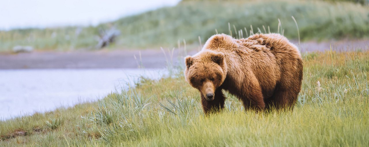 A grizzly bear walking in the tall grass next to a large river