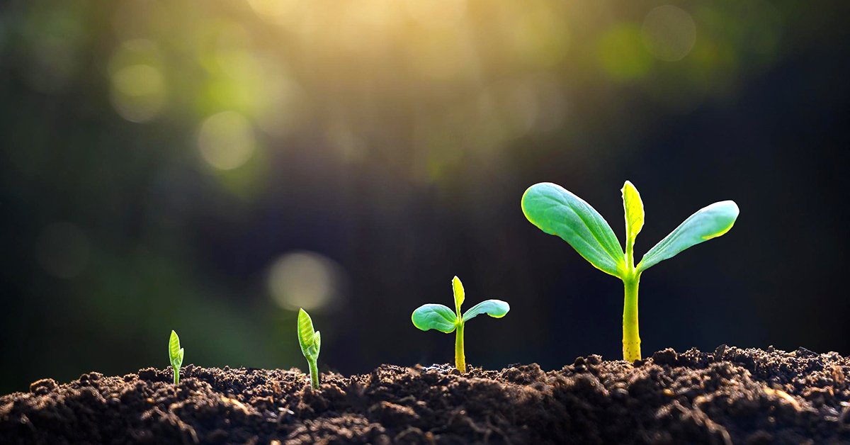 Experience new life in agriculture through the growth of green plants, from seedlings to leaf development in nature's soil.