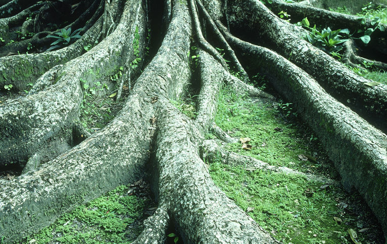 De grandes racines d’arbres exposées dominent le cadre alors qu’elles serpentent sur un sol forestier recouvert de mousse. Les racines créent des lignes et des textures organiques fortes, soulignant l’âge et la force de l’arbre. De la mousse vert tendre et de petites plantes poussent entre les racines, ajoutant du contraste à l’écorce rugueuse. La scène est luxuriante et tranquille, mettant en valeur les motifs complexes de la nature.