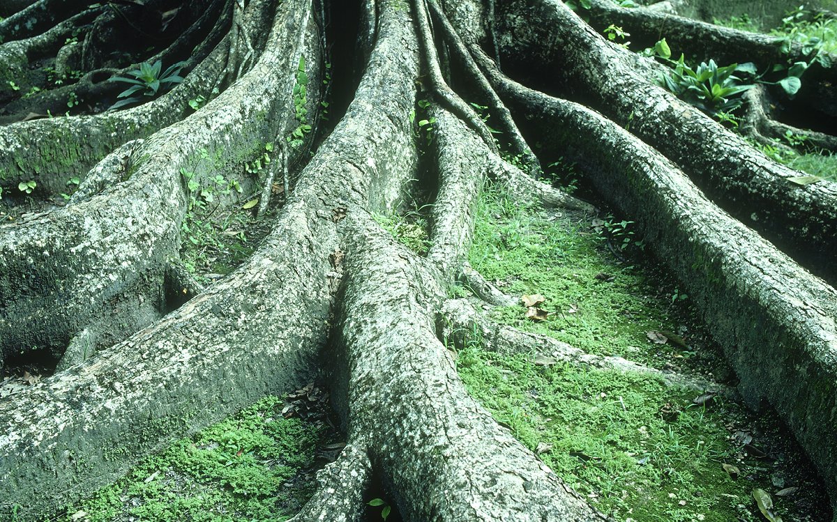 De grandes racines d’arbres exposées dominent le cadre alors qu’elles serpentent sur un sol forestier recouvert de mousse. Les racines créent des lignes et des textures organiques fortes, soulignant l’âge et la force de l’arbre. De la mousse vert tendre et de petites plantes poussent entre les racines, ajoutant du contraste à l’écorce rugueuse. La scène est luxuriante et tranquille, mettant en valeur les motifs complexes de la nature.