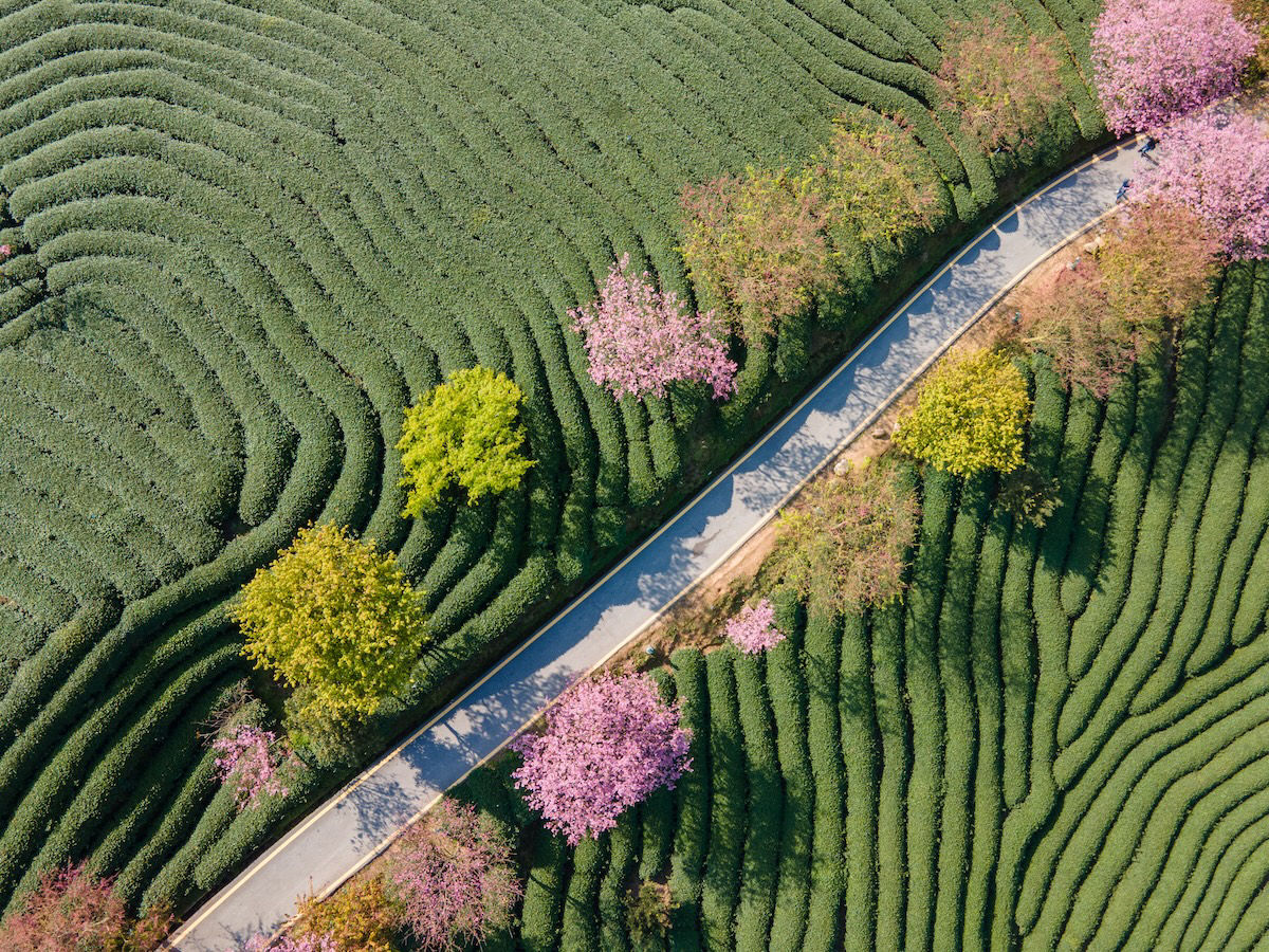 Pink cherry trees are planted on the path in the green tea mountain