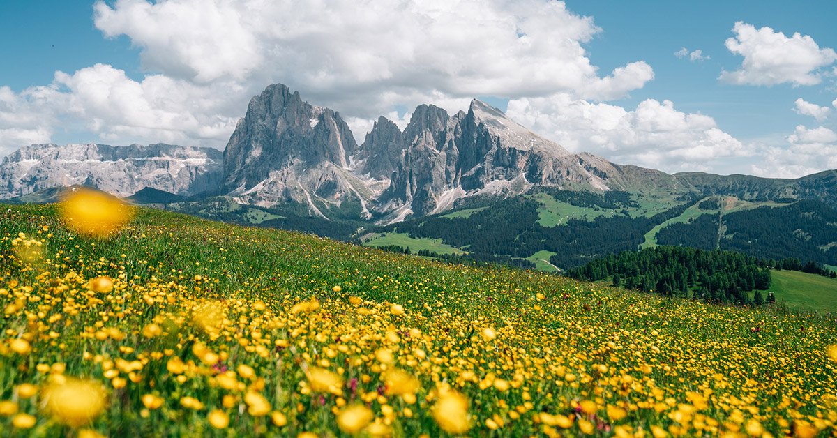 A summer alpine scene, with a vast field of wildflowers in the foreground, and wooded hills and rocky peaks in the distance.